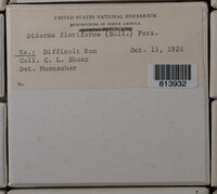 Diderma floriforme image